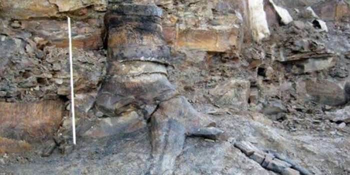 300 million years ago - Brymbo Fossil Forest